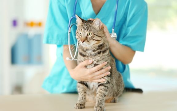 BorakVet Kleintierchirurgie