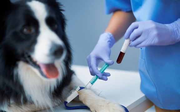 BorakVet Kleintierchirurgie