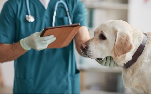 BorakVet Kleintierchirurgie