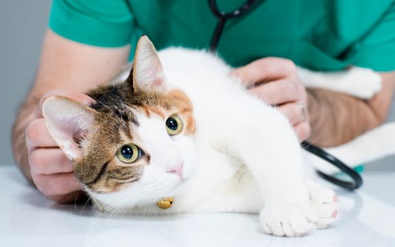 BorakVet Kleintierchirurgie