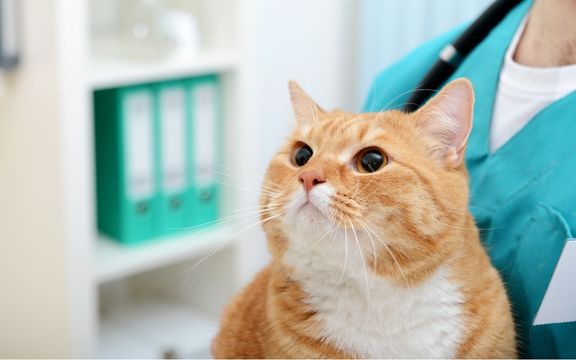 BorakVet Kleintierchirurgie