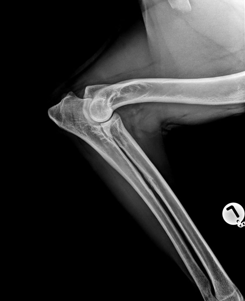 BorakVet-Richtlinien ED Röntgenaufnahme