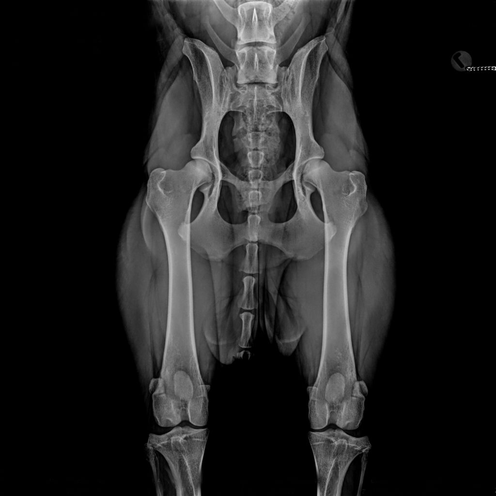 BorakVet Richtlinien HD (Hüfte) Röntgenaufnahme Abb4.