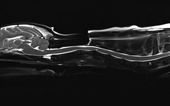 BorakVet Leistung Neurochirurgie