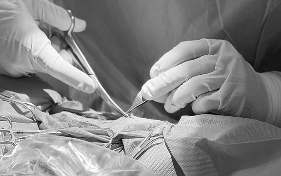 BorakVet-Tierchirurgie-Leistungen-Weichteilchirurgie